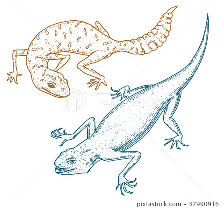 Ibiza wall lizard, common leopard or spotted fat Ibiza wall lizard, common leopard or spotted fat 37990916