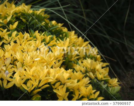 日本衛矛 37990937