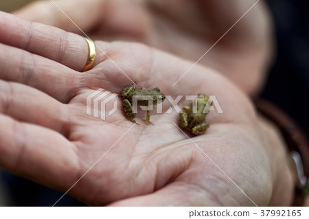 Frogs in a hand Frogs in a hand 37992165