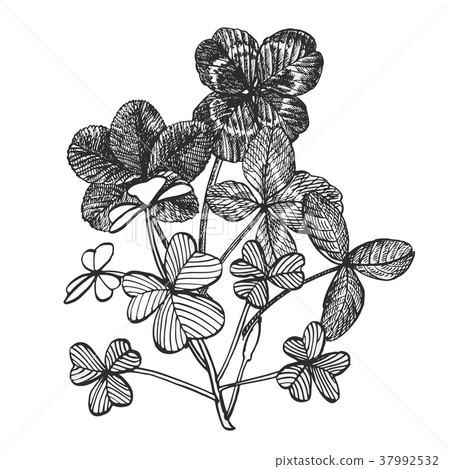Clover vector compositions. Isolated wild plant 37992532