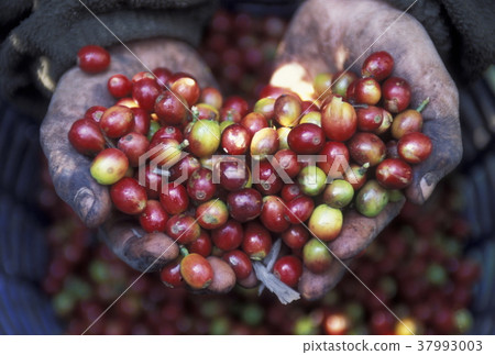 LATIN AMERICA GUATEMALA KOFFE LATIN AMERICA GUATEMALA KOFFE 37993003