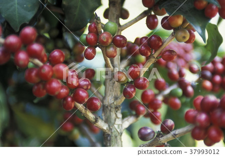 LATIN AMERICA KOFFEE LATIN AMERICA KOFFEE 37993012