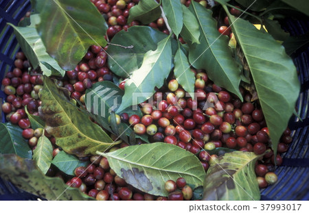 LATIN AMERICA KOFFEE 37993017