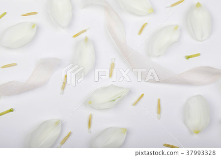 botany, nature, spa concept. top view of delicate botany, nature, spa concept. top view of delicate 37993328