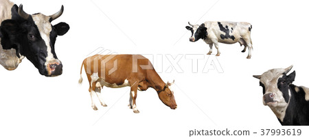 Cow isolate on white background 37993619