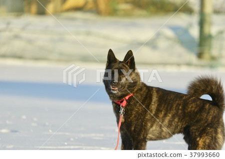 第一場雪 第一場雪 37993660