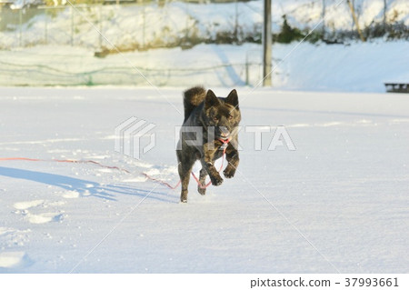 第一場雪 37993661