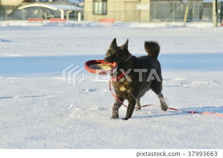 第一場雪 第一場雪 37993663
