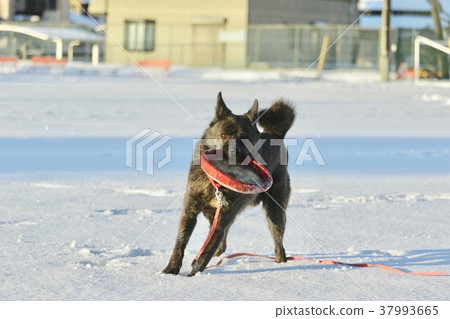 第一場雪 第一場雪 37993665
