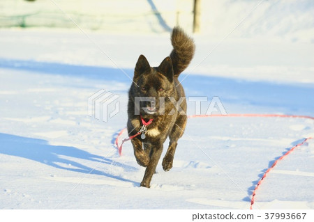 第一場雪 37993667