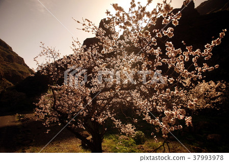 EUROPE SPIAN GRAN CANARY 37993978