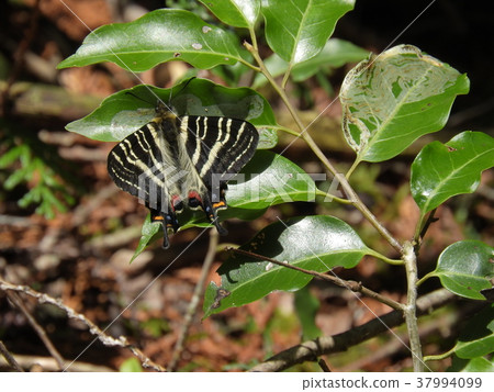 Gift butterfly (April 2017 Gifu prefecture Nakatsugawa city) Gift butterfly (April 2017 Gifu prefecture Nakatsugawa city) 37994099