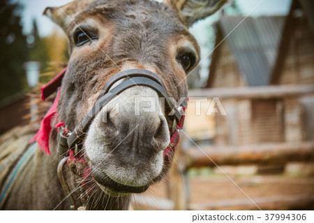 The donkey is close to the camera, the donkey's The donkey is close to the camera, the donkey's 37994306