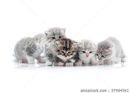 Four small cute grey kittens and one dark brown 37994561