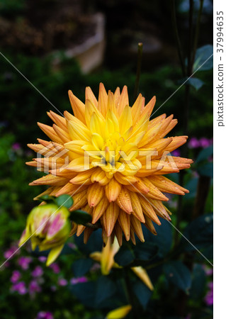 The colorful flowers. The colorful flowers. 37994635