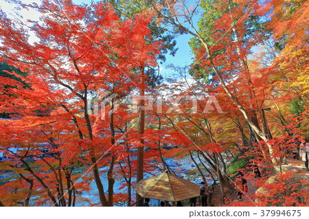 Kaarashikei maple tunnel 37994675