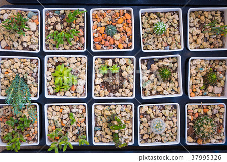 Top view pots of cactus and succulents Top view pots of cactus and succulents 37995326
