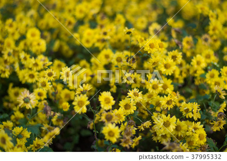 Yellow chrysanthemums on top view for health tea 37995332