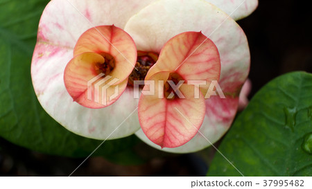 The Yellow Red inside White Crown of Thorns Flower The Yellow Red inside White Crown of Thorns Flower 37995482