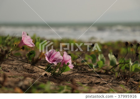 Goat's Foot Creeper on the beach Goat's Foot Creeper on the beach 37995916