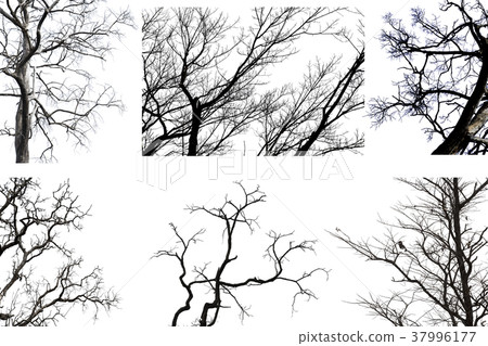 Set of Dead branches , dead tree or dry tree  37996177