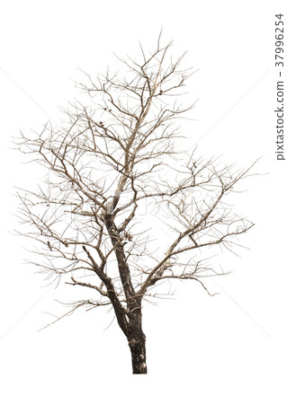 Dead tree on white background. Dead tree on white background. 37996254
