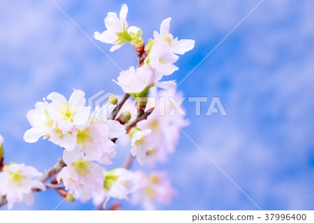 Cherry blossoms Cherry blossoms 37996400