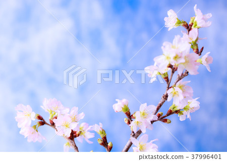 Cherry blossoms Cherry blossoms 37996401