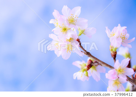 櫻花 37996412