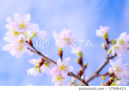 櫻花 37996413