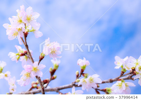 櫻花 37996414
