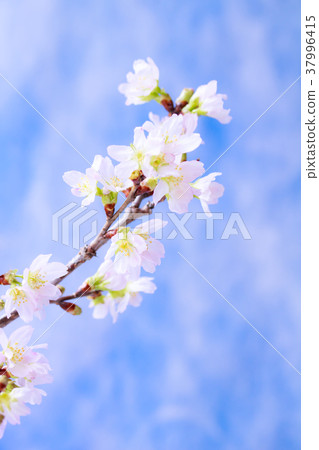 Cherry blossoms Cherry blossoms 37996415