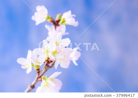 櫻花 37996417