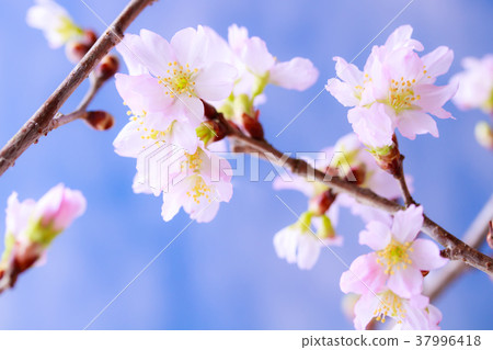 櫻花 37996418