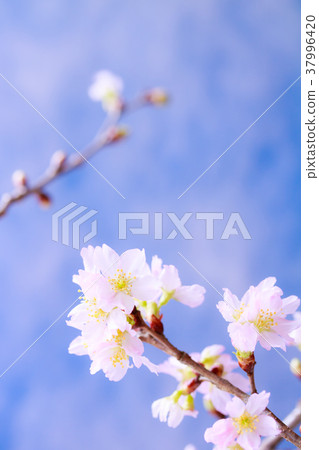Cherry blossoms Cherry blossoms 37996420