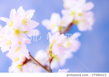 櫻花 37996423