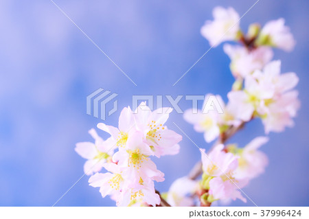 櫻花 37996424