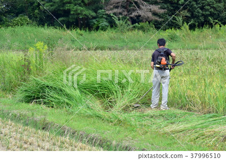 Mowing work Mowing work 37996510