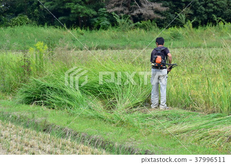 Mowing work 37996511