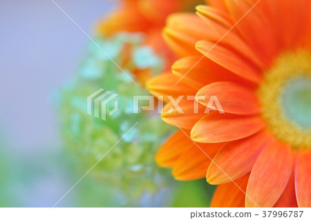 非洲菊 非洲菊 37996787