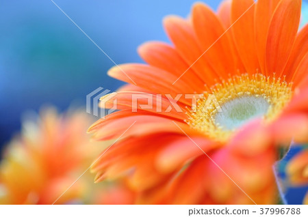 Gerbera Orange Gerbera Orange 37996788