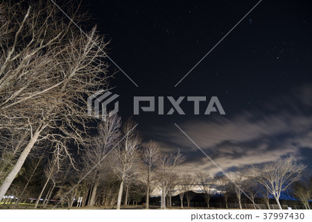 Michinoku Park Poplar Michinoku Park-poplar 37997430