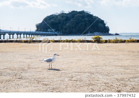 竹島的Ulysimo 37997432