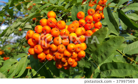Bright orange clusters of mountain ash Bright orange clusters of mountain ash 37997569