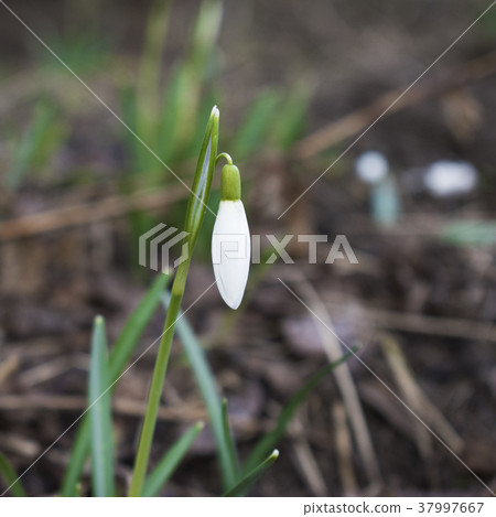 The first spring flowers white snowdrops The first spring flowers white snowdrops 37997667