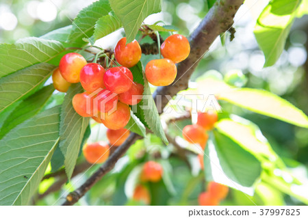 櫻桃狩獵 37997825