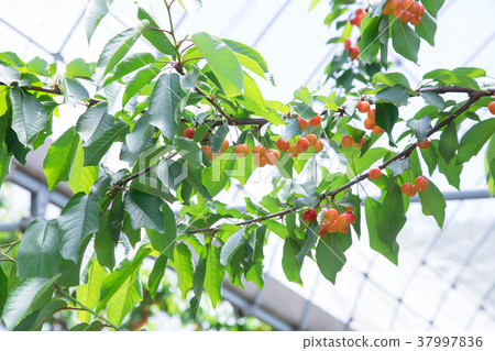 櫻桃狩獵 37997836