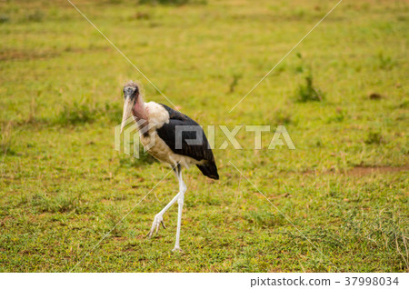 Isolated Marabou walking in the savannah plain Isolated Marabou walking in the savannah plain 37998034