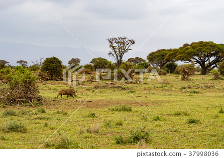 Warthog isolate in the savannah of the amboseli Warthog isolate in the savannah of the amboseli 37998036