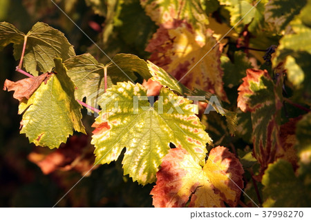 EUROPE FRANCE ALSACE 37998270